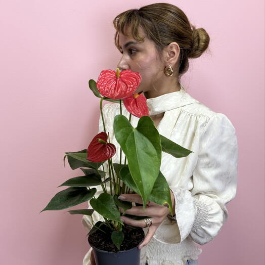 Антуриум Lilli🌺