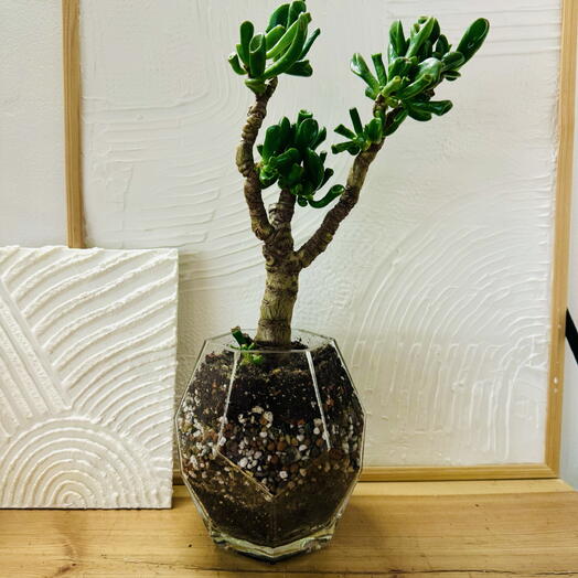 Крассула Crassula ovata