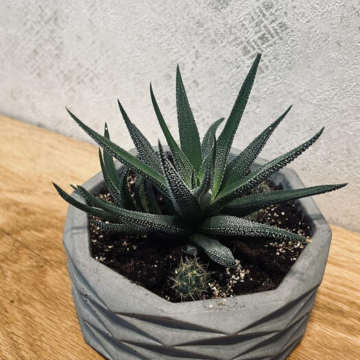 Хавортия и кактусы (лат. Haworthia cactus)
