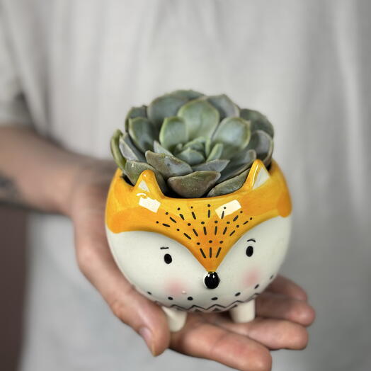 Суккулент Echeveria Blue Surprise в керамическом кашпо ️