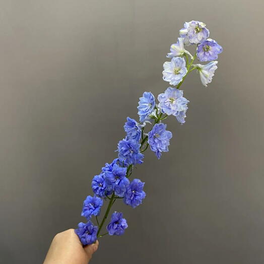 Дельфиниум Блу/Blue
