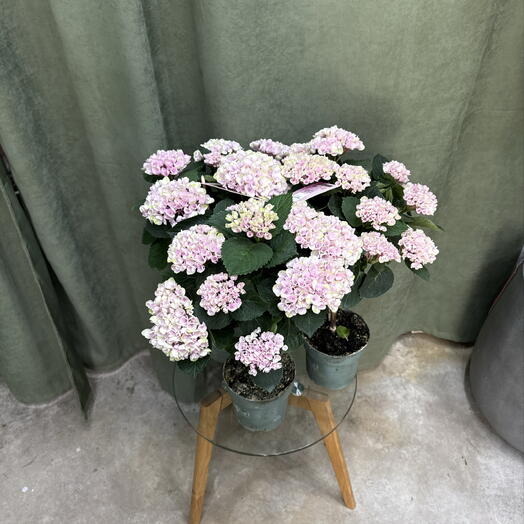 Гортензия розовая / indoor hydrangea / 3 шт