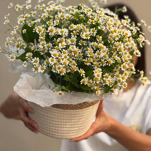 Большая корзина ромашек