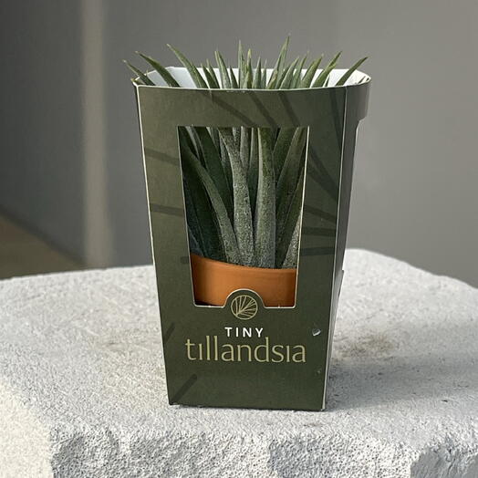 TILLANDSIA TINY мини атмосферная в керамическом кашпо и коробке