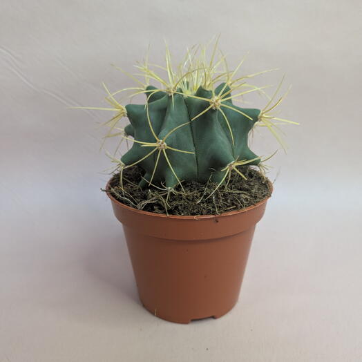 Кактус в горшке 🌵 Неприхотливый комнатный суккулент (9)