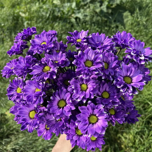 Монобукет из хризантем ( фиолетовый 💜)