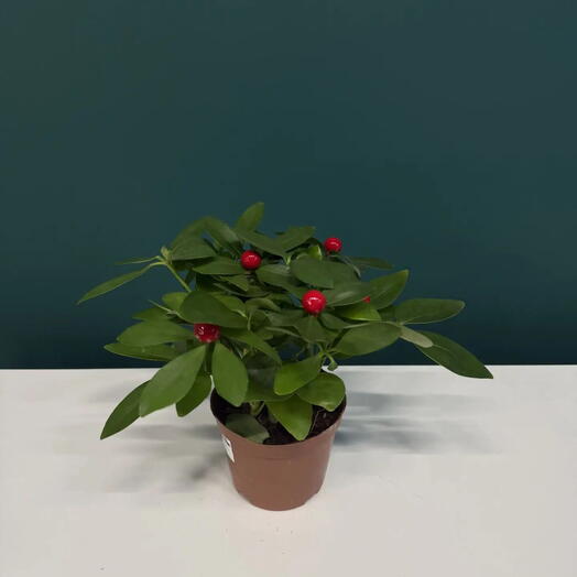 Шеффлера Компакта с искусственными ягодами🍒