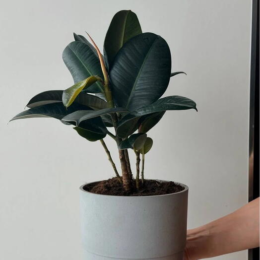 Фикус Эластика (Каучуковый) / Ficus Elastica ‘Robusta  / Фикус Робуста — живое растение в стильном бетонном кашпо