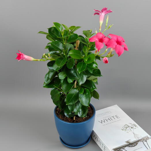 Дипладения «Бразильский жасмин» — цветок любви и ярких чувств в синем горшке
