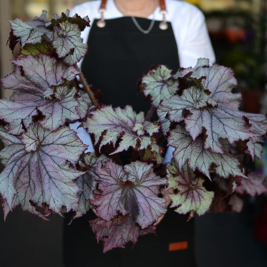 Бегония королевская (Begonia rex), «бегония рекс»