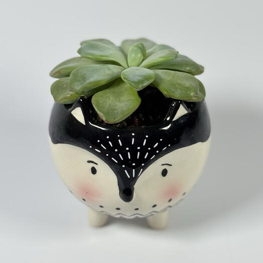 Суккулент Echeveria Strawberry в кашпо ️
