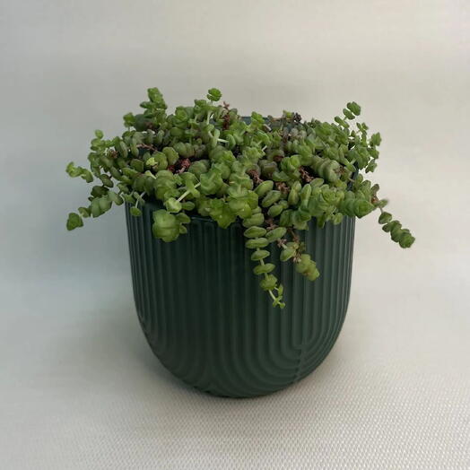Крассула Марниериана / Crassula marnieriana