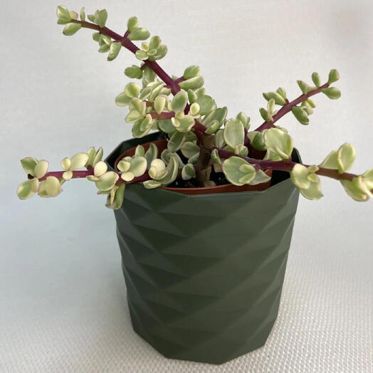 Портулакария афра вариегатная /Portulacaria afra Variegata