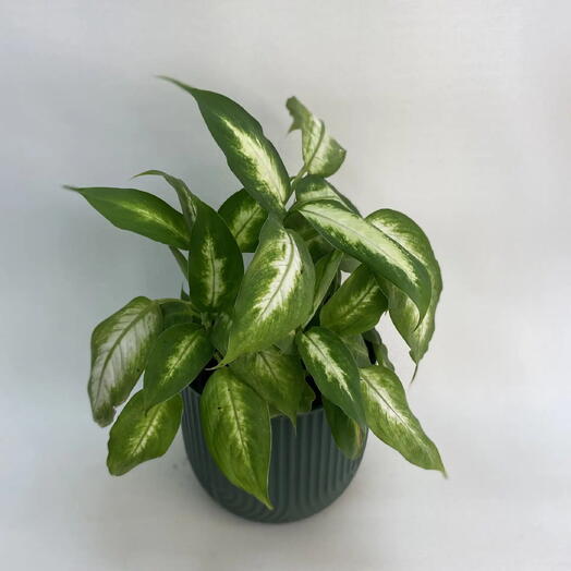 Диффенбахия Камилла /Dieffenbachia Camilla