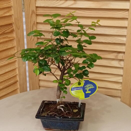 Бонсай (Sageretia)