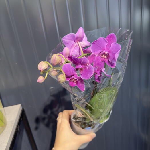 Орхидея 💜 фаленопсис фиолетовая