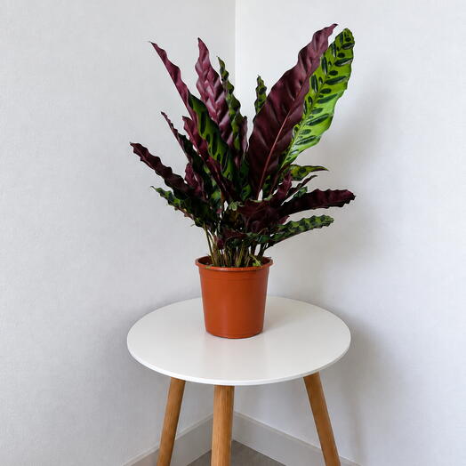 Calathea lancifolia – Striking Tropical Foliage