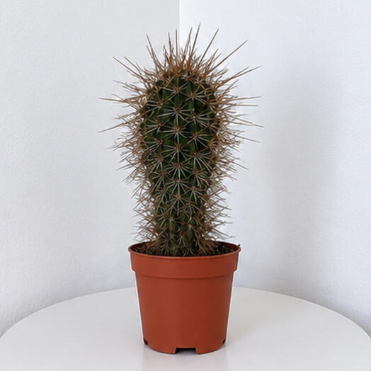 Pachycereus pringlei