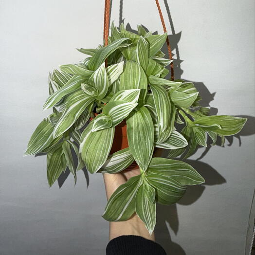 🌿 Традесканция «Альбовиттата» — Tradescantia fluminensis ‘Albovittata