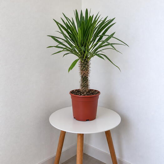 Pachypodium lamerei – Madagascar Palm