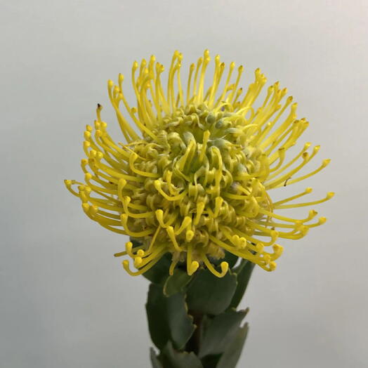 Протея Нутан желтая/ Leucospermum cordifolium Ayoba Sun