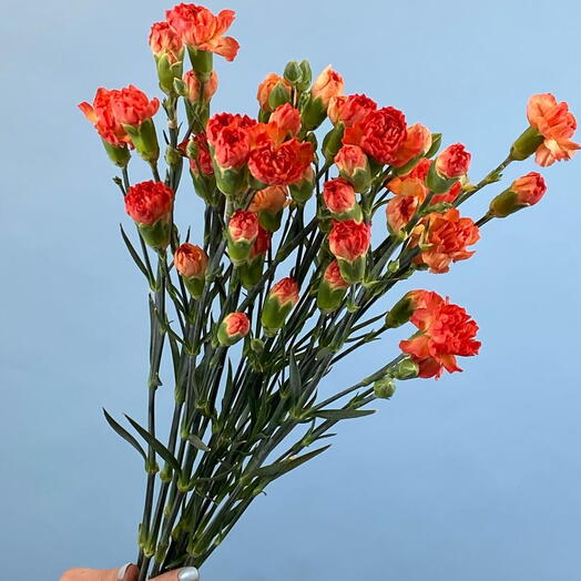 Пачка гвоздика кустовая оранжевая,10 шт