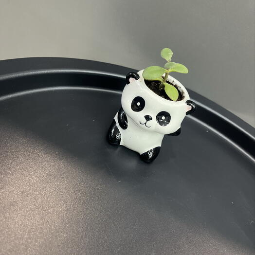 Суккулент панда 🐼