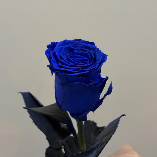 Роза синяя «Tinted blue»