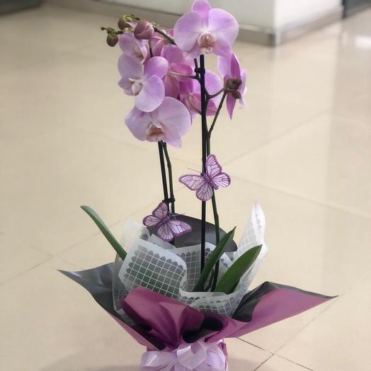 Phalaenopsis