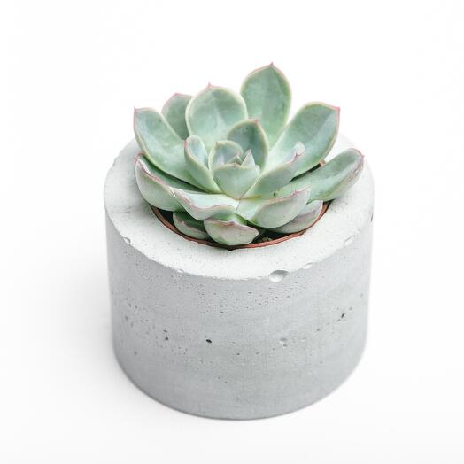 A small succulent in a concrete pot