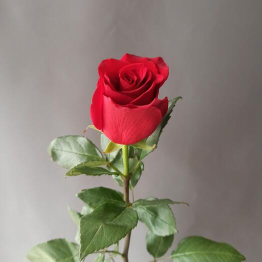 Rosa Explorer