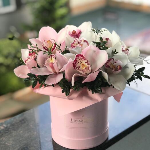 Orchid in a box
