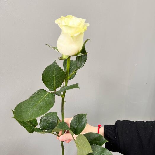 Белая роза 60 см