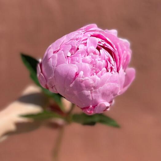 🌺Пион Голландия Сара Бернар