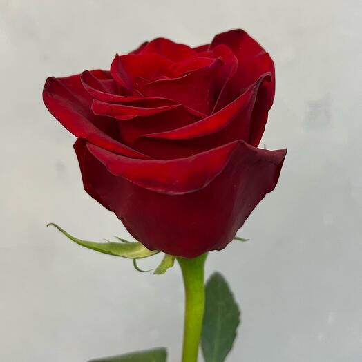 Rosa Explorer