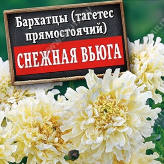 Снежная вьюга бархатцы фото