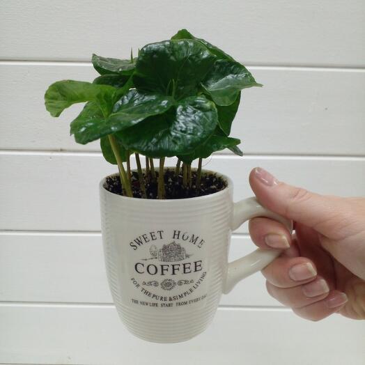 Planta de café de interior