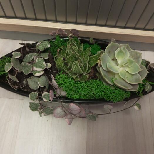 Succulents in pots black boat