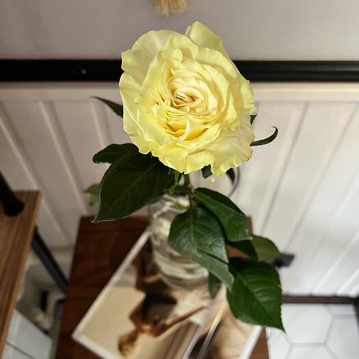 Rosa blanca
