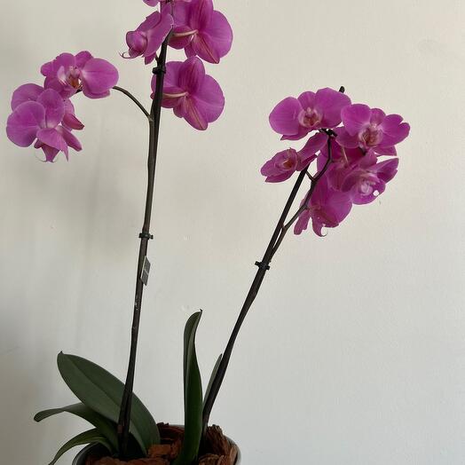 Orchid