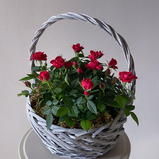 Корзина с горшечными розами