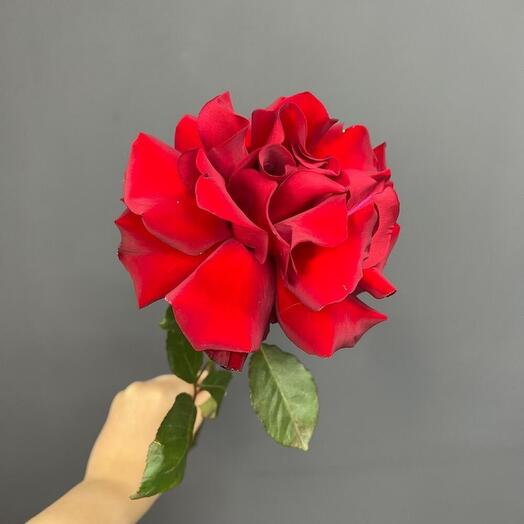 Роза французская красная 60 см
