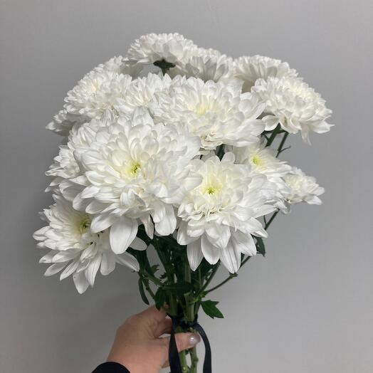 4 кустовых хризантемы