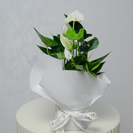 Flamingo Plant - White (Anthurium)