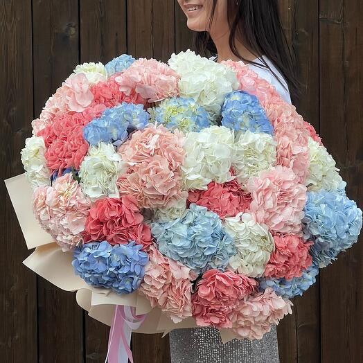 51 гортензия