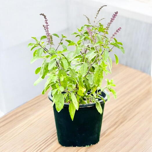 Tulsi Plant – Ocimum Tenuiflorum – Holy Basil