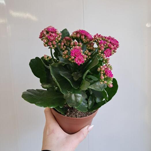 Каланхоэ (Розовый)