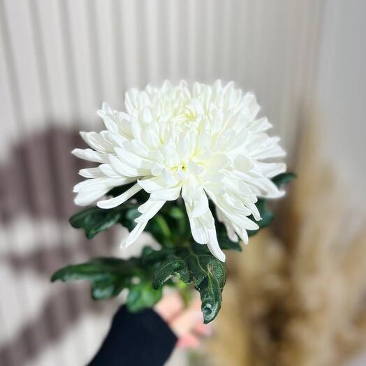 Хризантема одноголовая