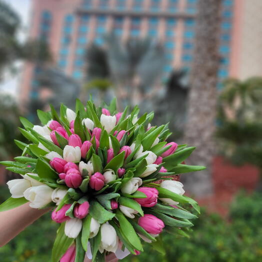 51 Pink and white tulips