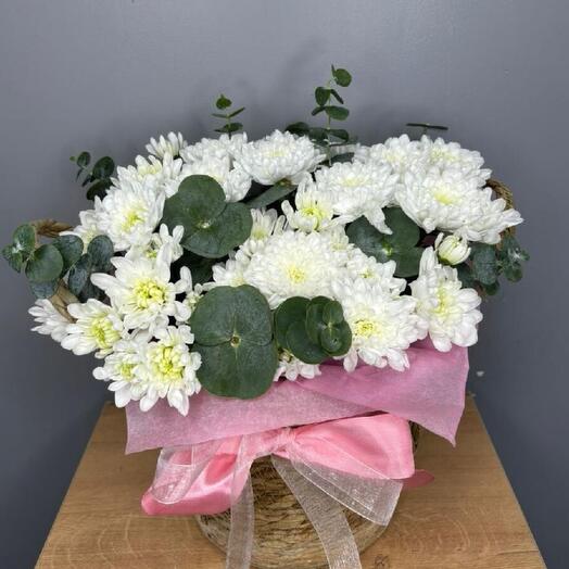 Стойкая и белоснежная хризантема